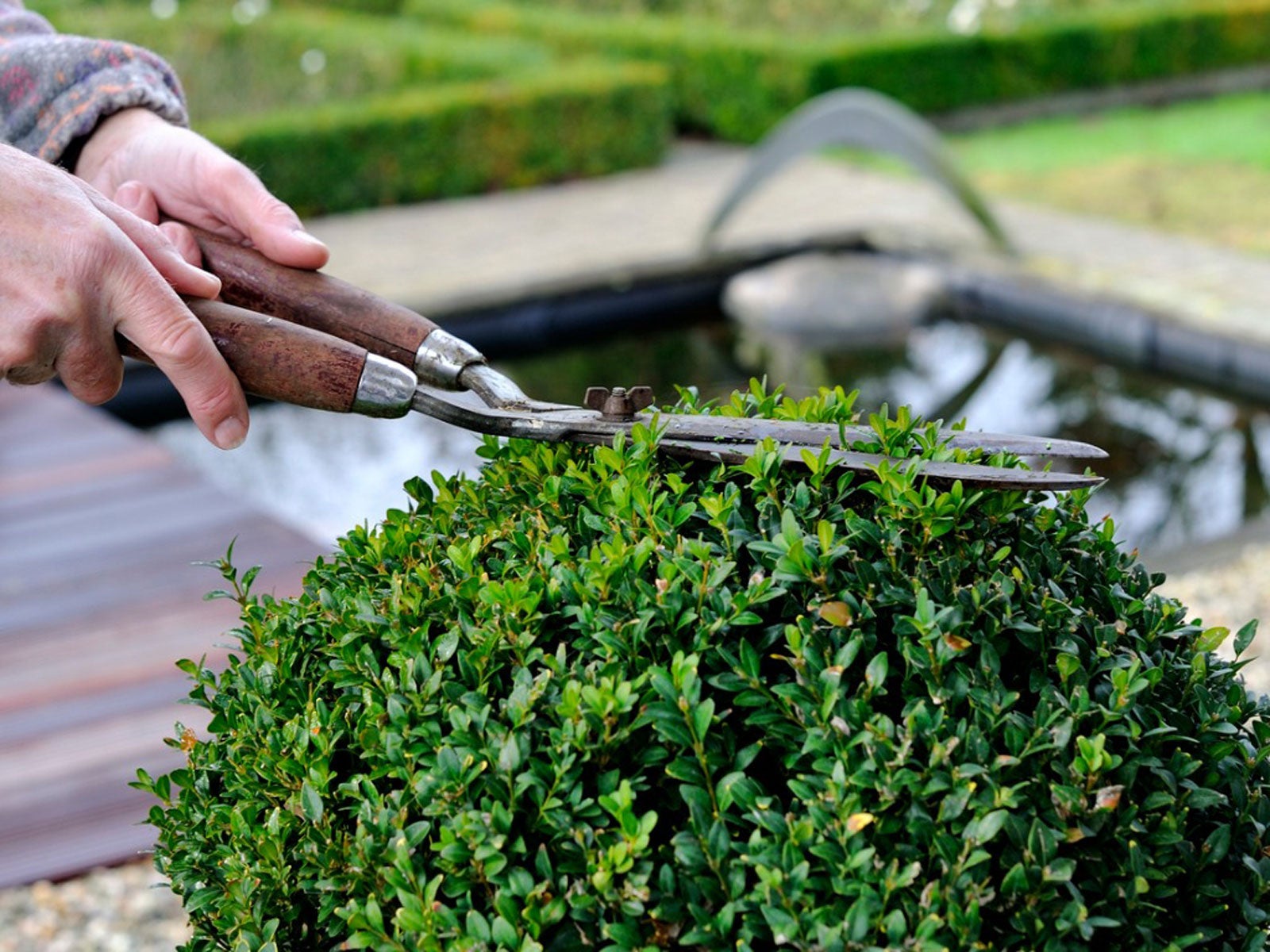 Pruning Boxwood Shrubs And The Best Time To Trim Boxwoods