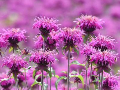 Pink Bee Balm Plant