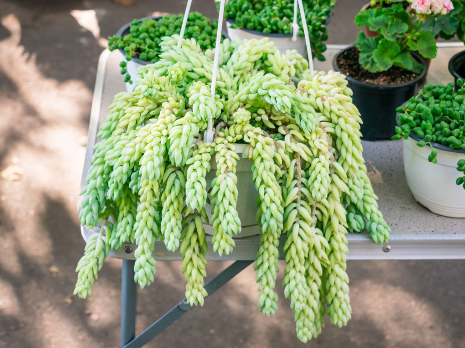 burro's tail houseplant: growing and caring for a burro's tail cactus