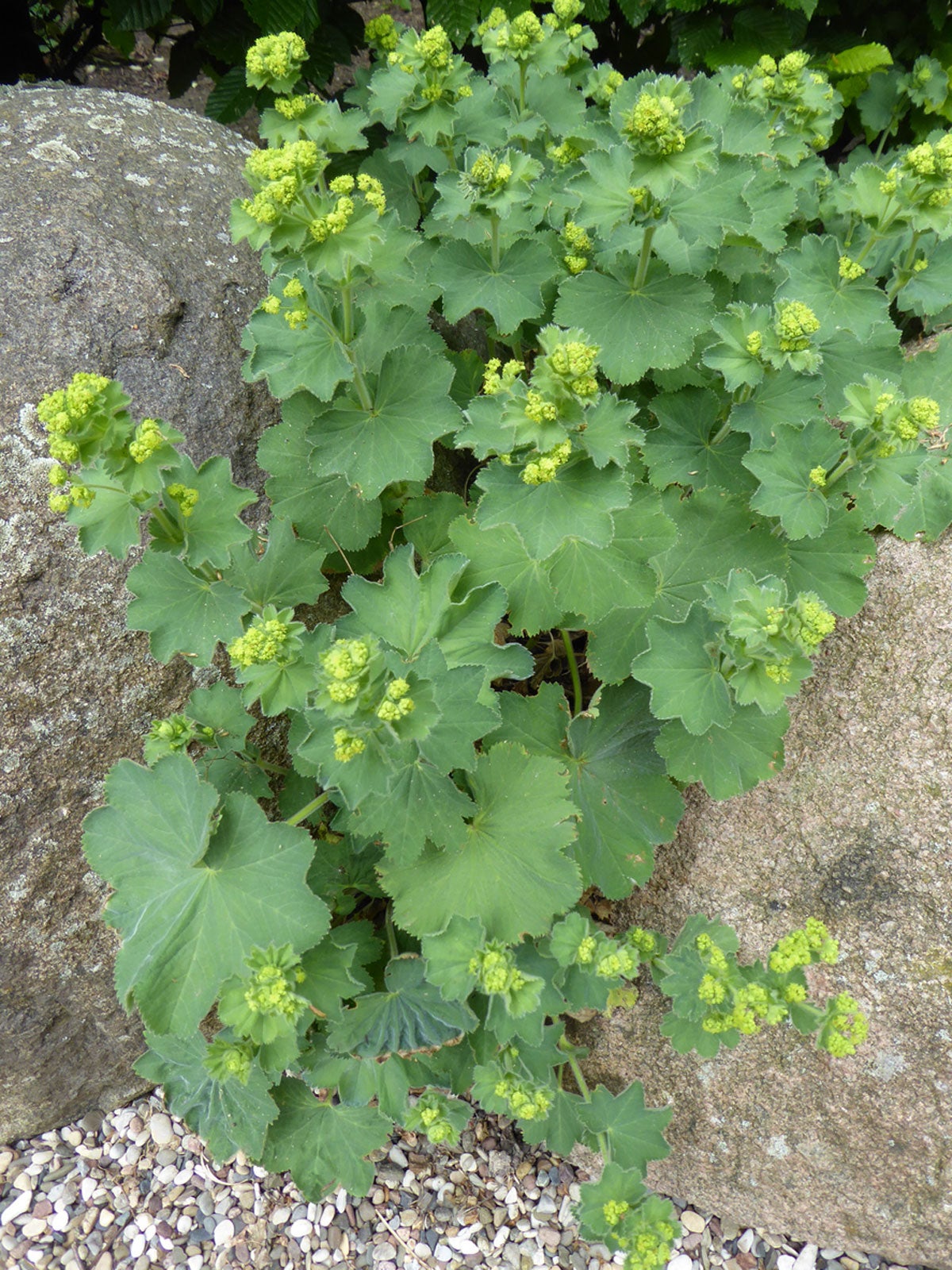 lady's mantle plant: growing and caring for lady's mantle