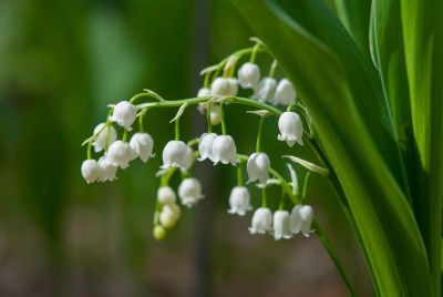 Heirloom White Lily of the Valley Convallaria majalis Perennial Flower 50 Seeds 