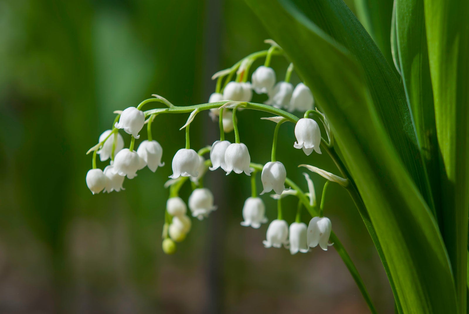 Planting Lily Of The Valley Flowers   How To Grow Lily Of The ...
