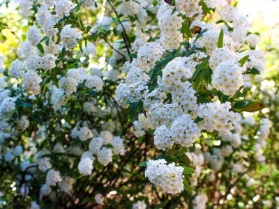 White Flowered Spirea Bush