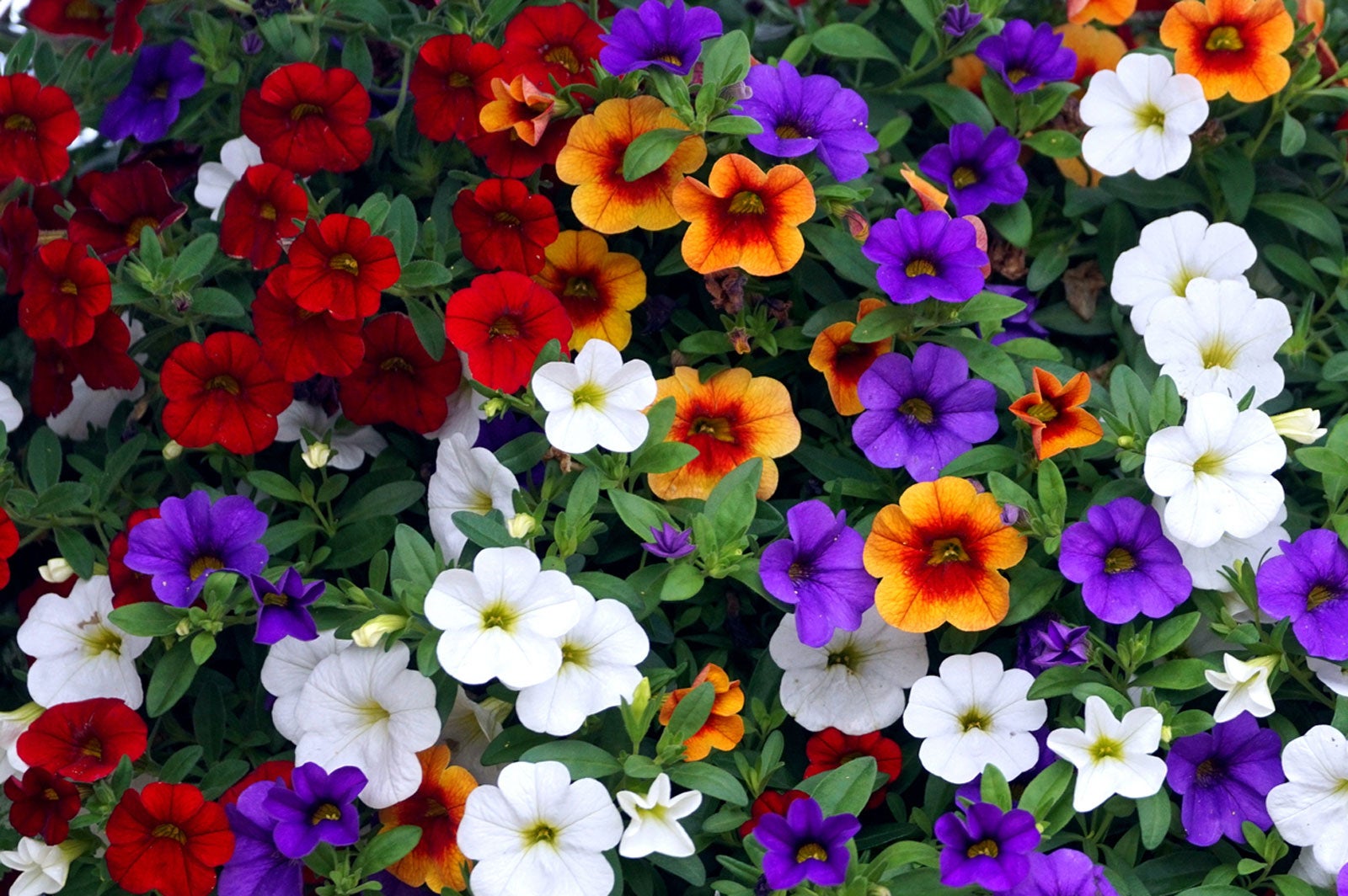 Calibrachoa Care - How To Grow And Care For Million Bells Flower