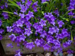 Purple Campanula Bellflowers