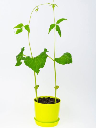Green Bean Plant In Pot