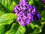 Purple Heliotrope Plant