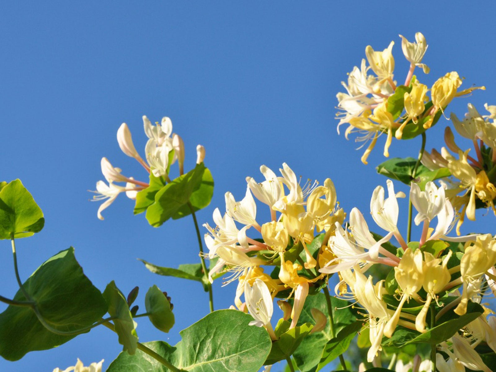 The Honeysuckle Plant   Growing And Caring For Honeysuckle Vines