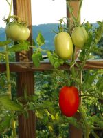 indeterminate determinate tomatoes