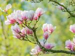 Flowers Of A Magnolia Tree
