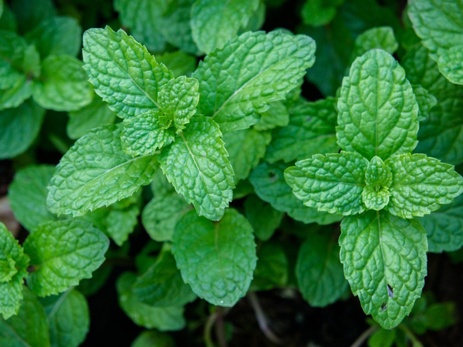 How to care do a mint plant
