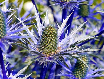 Sea Holly Flowers Information About