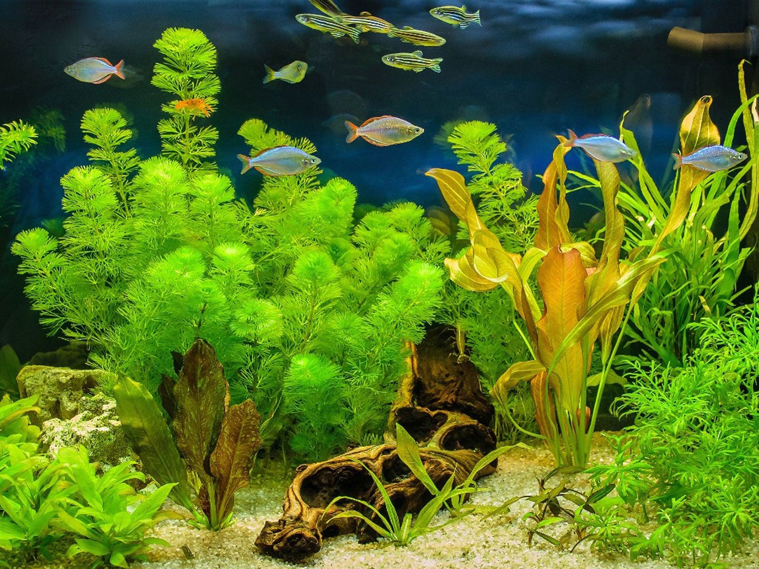 Prendre soin des plantes d'aquarium