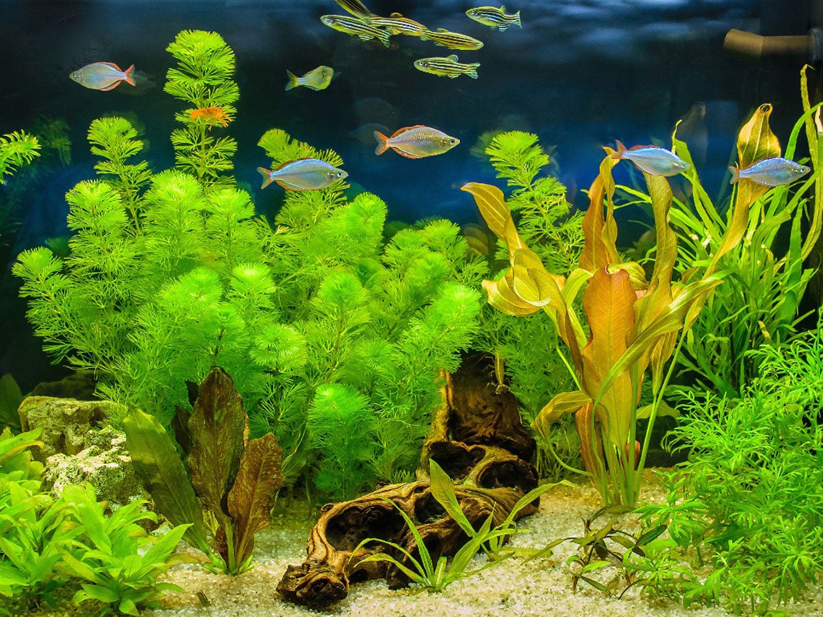 Taking care of freshwater plants
