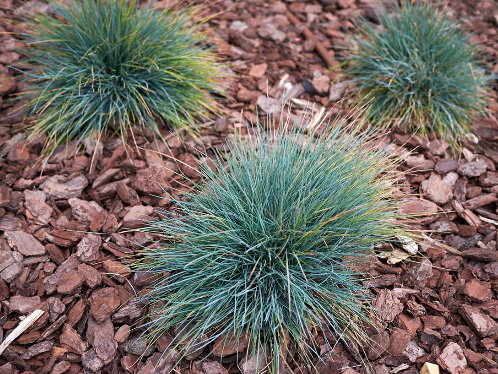 Growing Blue Fescue Plants Planting And Care Of Blue Fescue Grass