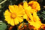 Yellow Coreopsis Flowers