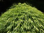 japanese forest grass 1