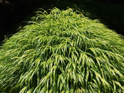 Japanese Forest Grass Plant