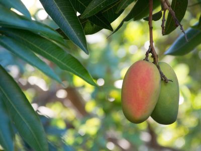 Mango Tree With Fruit