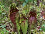 pitcher plants 1