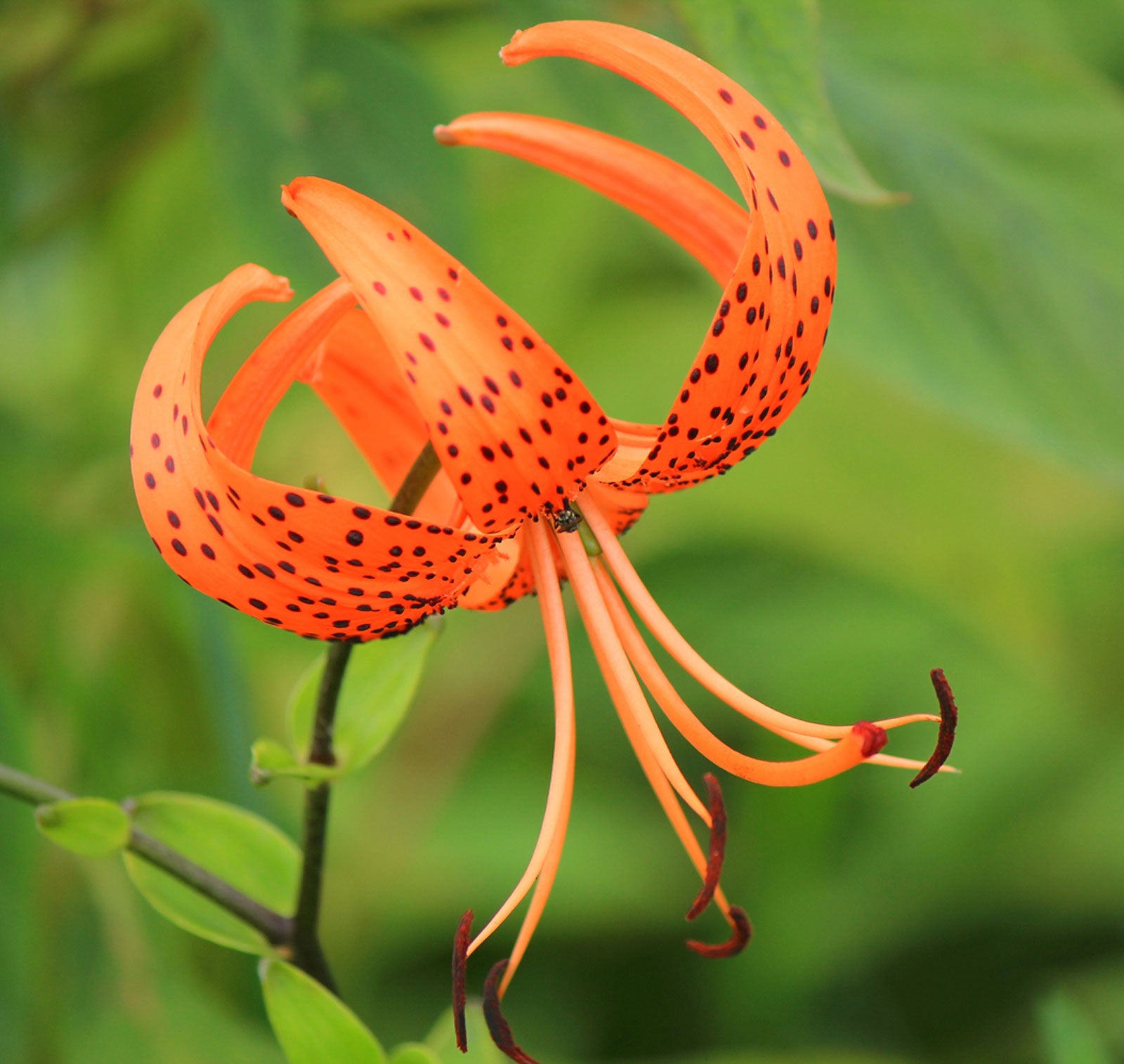 tiger lily flowers - how to grow tiger lilies and tiger lily care