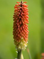 torch lily