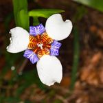 Neomarica Iris Plants