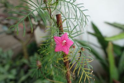 Single Pink Flower Growing on Annual Vines