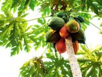 Papaya Fruit Tree