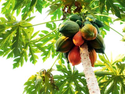 Árboles de frutas en macetas NC