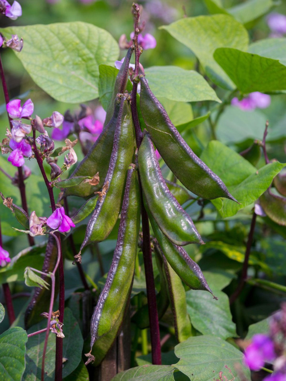 Growing Hyacinth Bean Vine: Hyacinth Bean Plant Info And Care