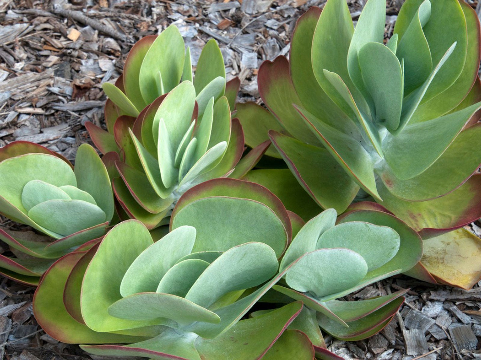 growing kalanchoe succulent plants: learn how to take care of a