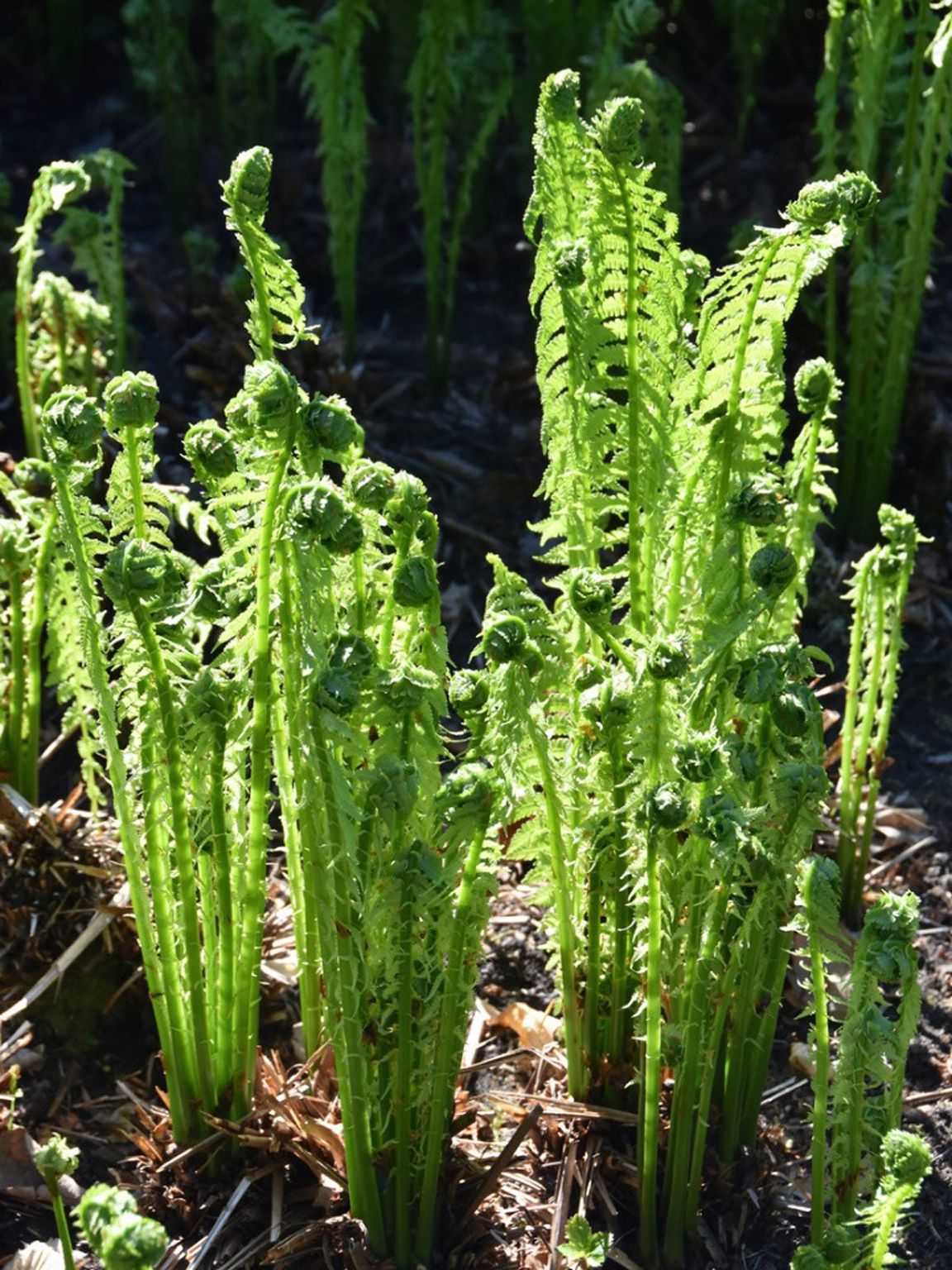 ostrich fern ferns struzzo gardeningknowhow ilgiardino