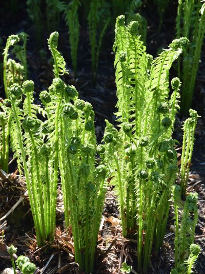 ostrich fern ferns growing planting plants grow care