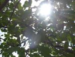 Sunlight Shining Through A Tree