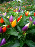 Purple And Red Ornamental Pepper Plants