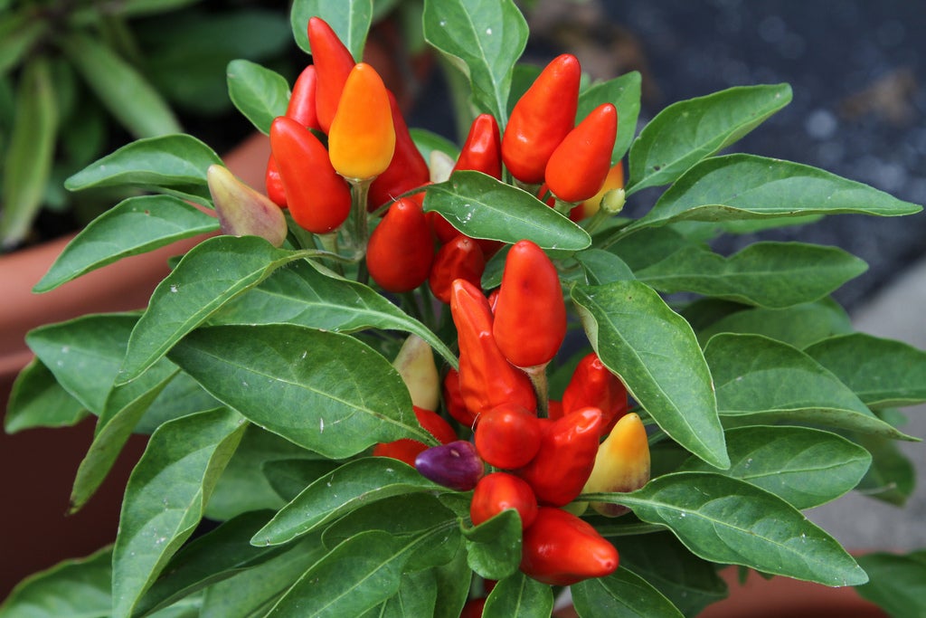 ornamental peppers1