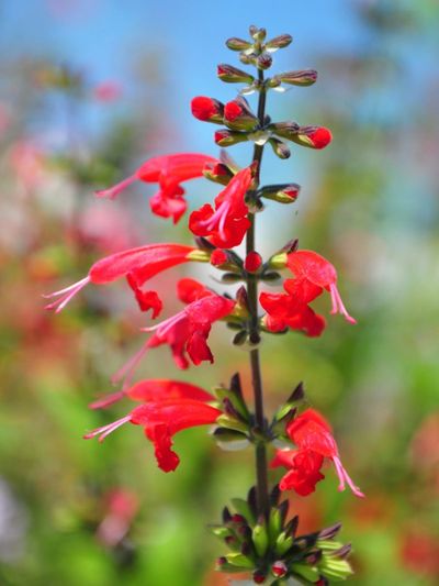 Scarlet Sage Plant