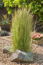Garden With Tall Ornamental Grass Without Plumes