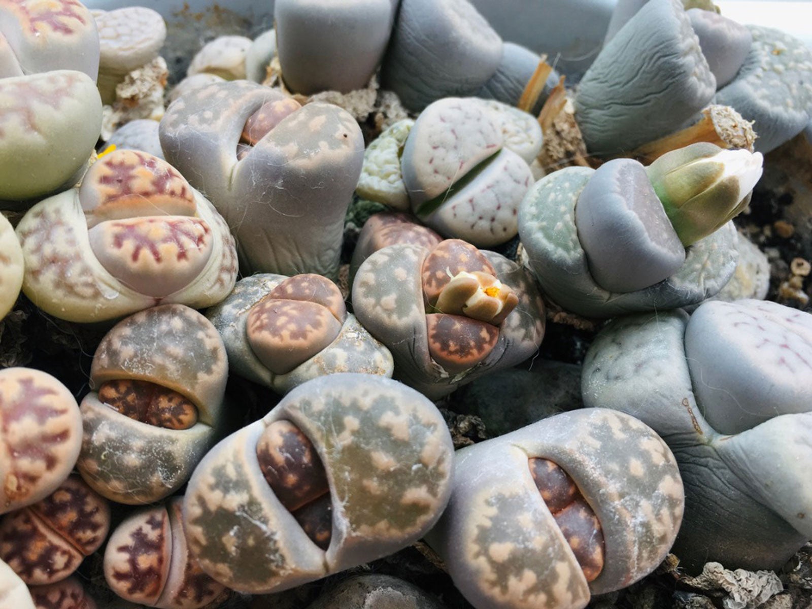 cacti succulents conophytum, Details about   How to Grow Lithops and Other Living Stone Plants 