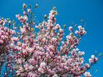 magnolia pruning