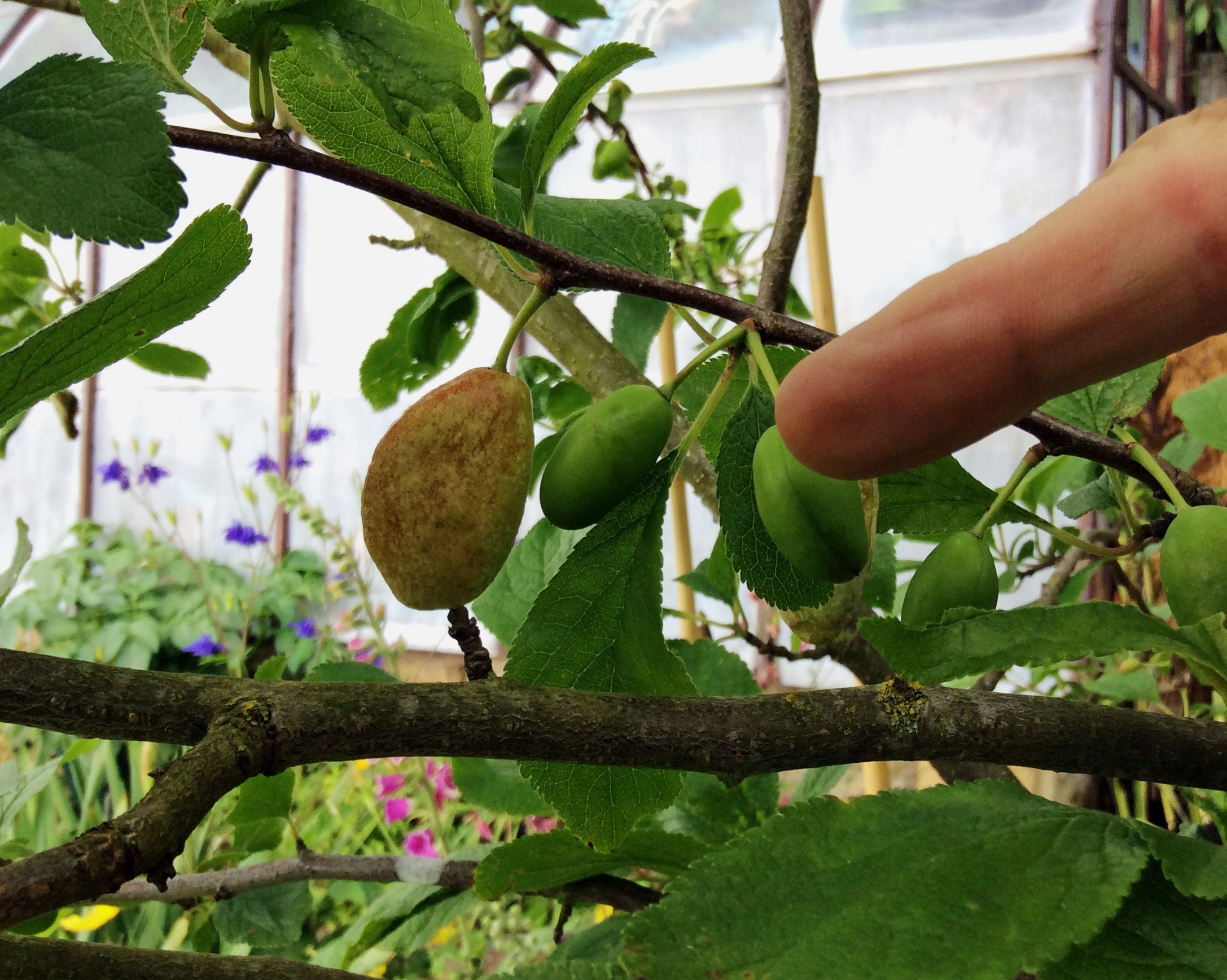Fruto deformado na árvore de ameixa