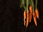 Carrots On Dark Soil