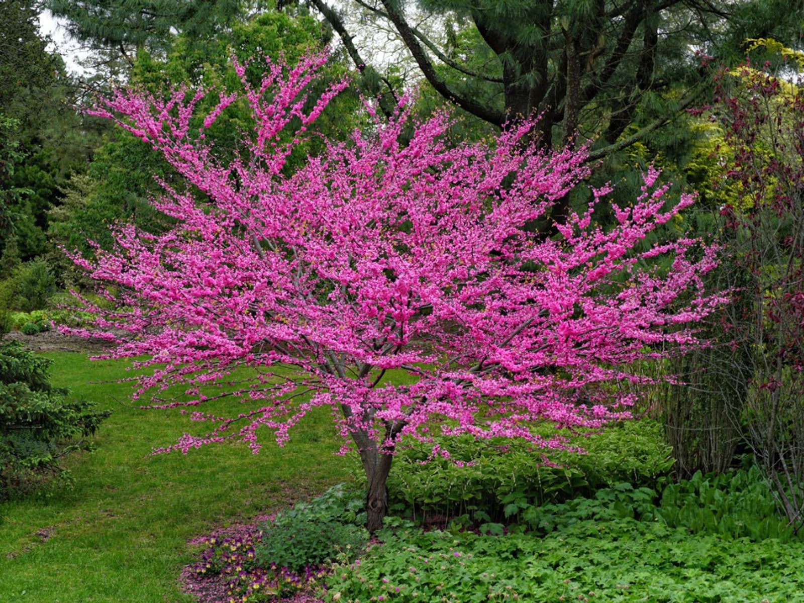 Propagating Redbud Trees: A Comprehensive Guide