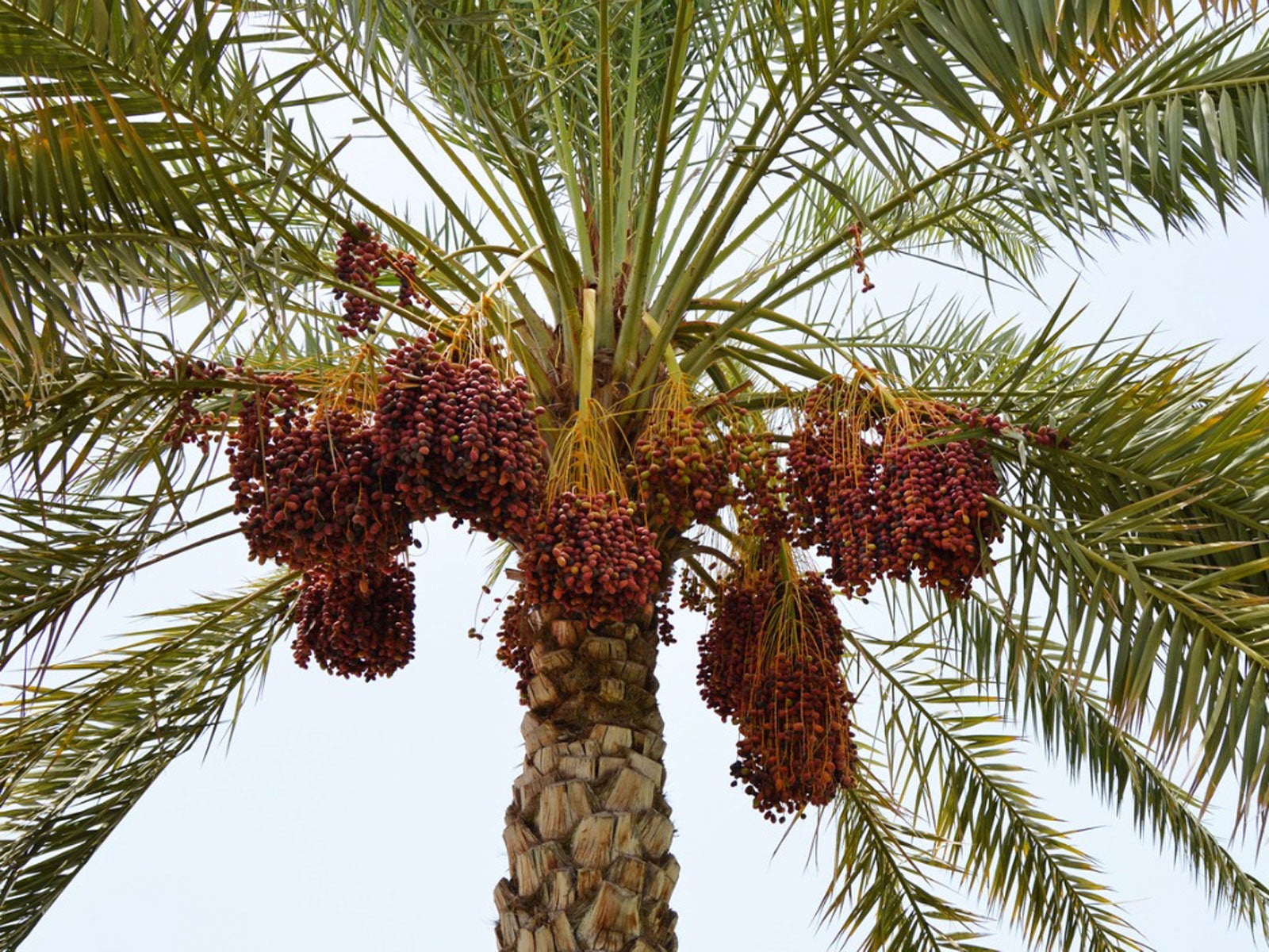 Fruto da palmeira da data pigmeu
