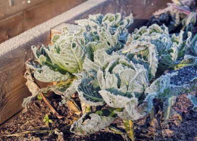 Plants With Hard Frost