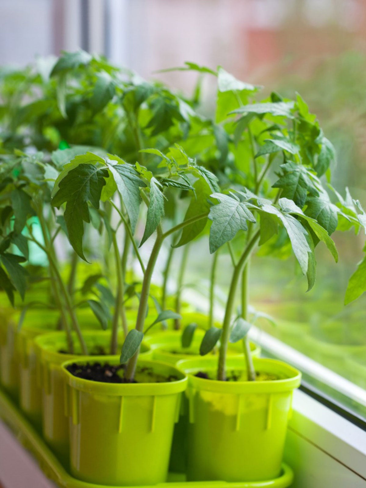 Cultivador de plantas de tomate de interior