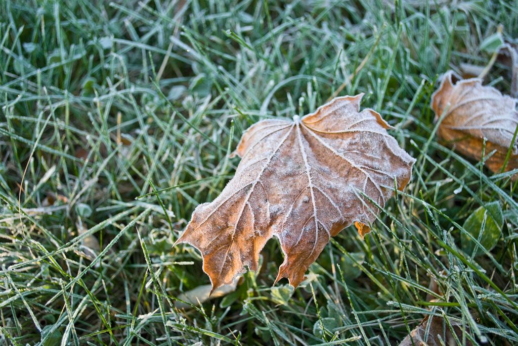 Frost covered maple leaves on grass
