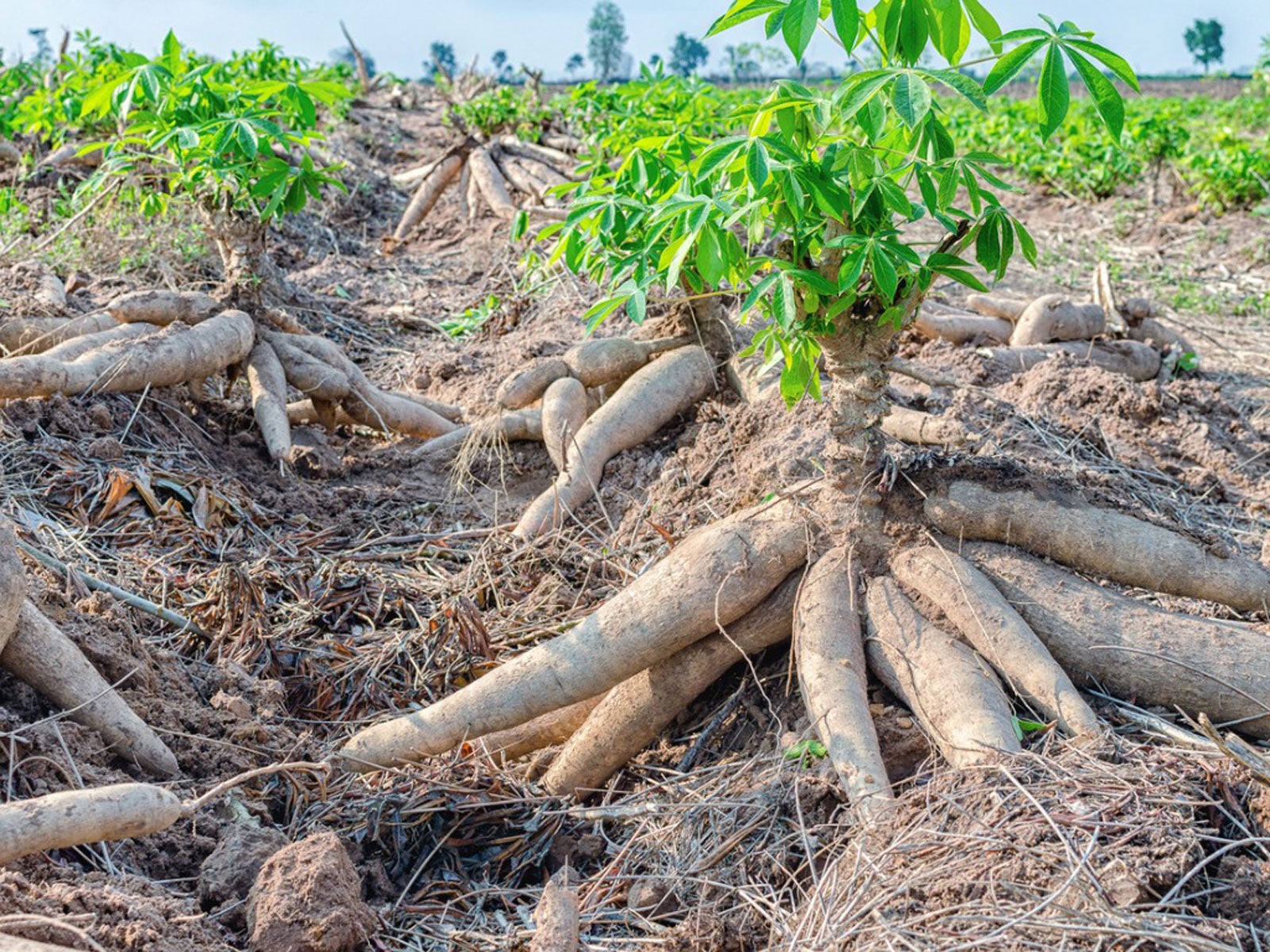 Cassava Roots Tips For Growing Cassava Yuca Plants