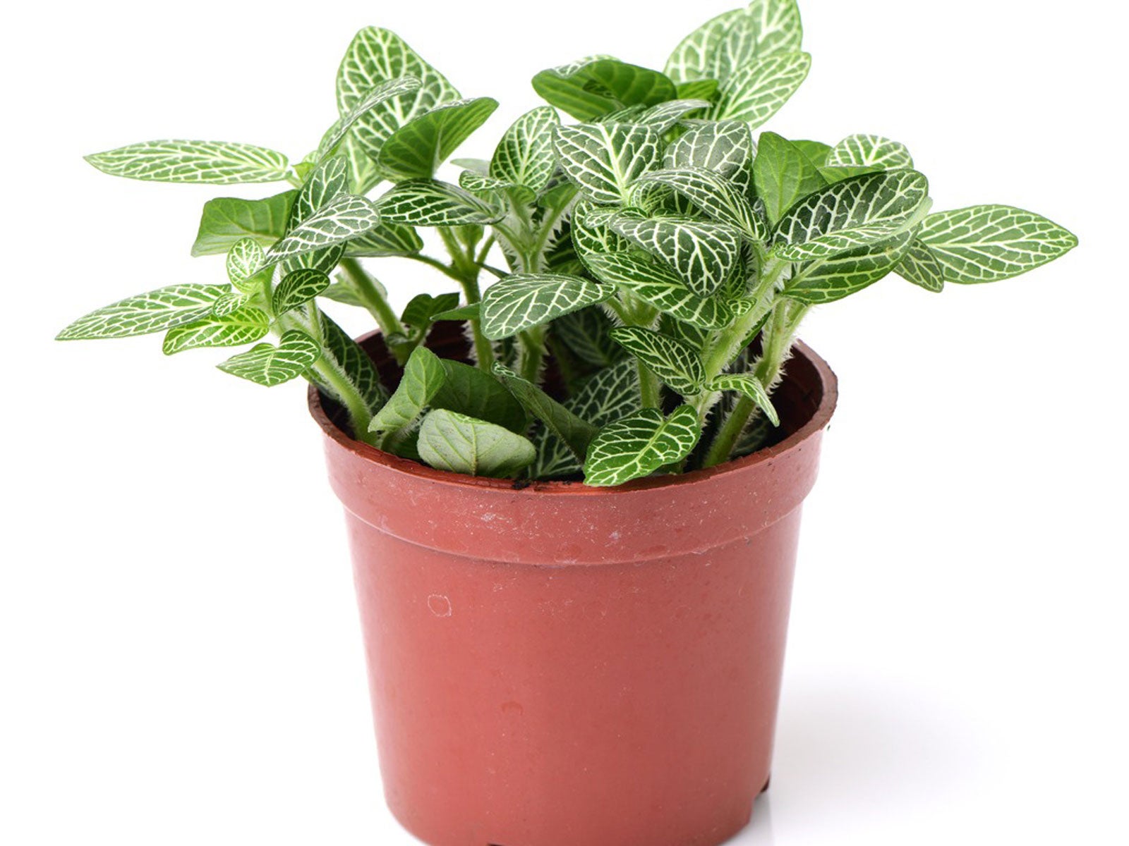 fittonia nerve houseplants - information on nerve plant problems